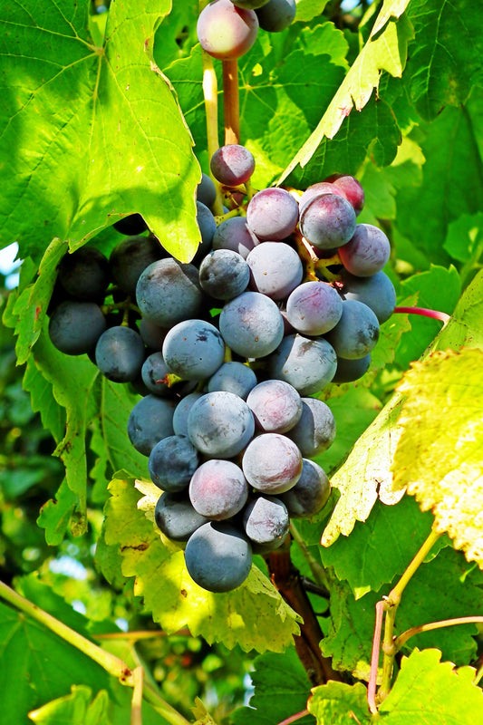 Delicious Muscadine Grape Vine Starter Plug 3–4 Inch Tall – Vitis rotundifolia