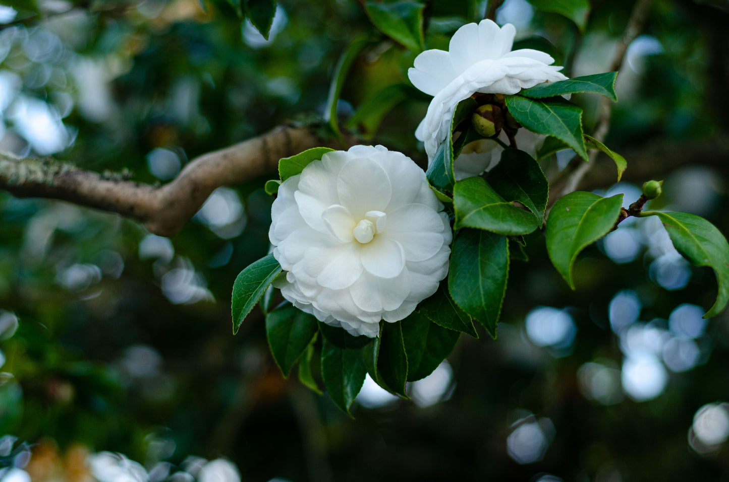 Miss Biloxi Camellia Live Starter Plant – Camellia japonica – Well-Rooted Plant in Pot