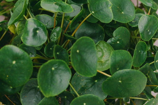 Chinese Money Plant Live Houseplant in 2 Inch Pot – Pilea peperomioides
