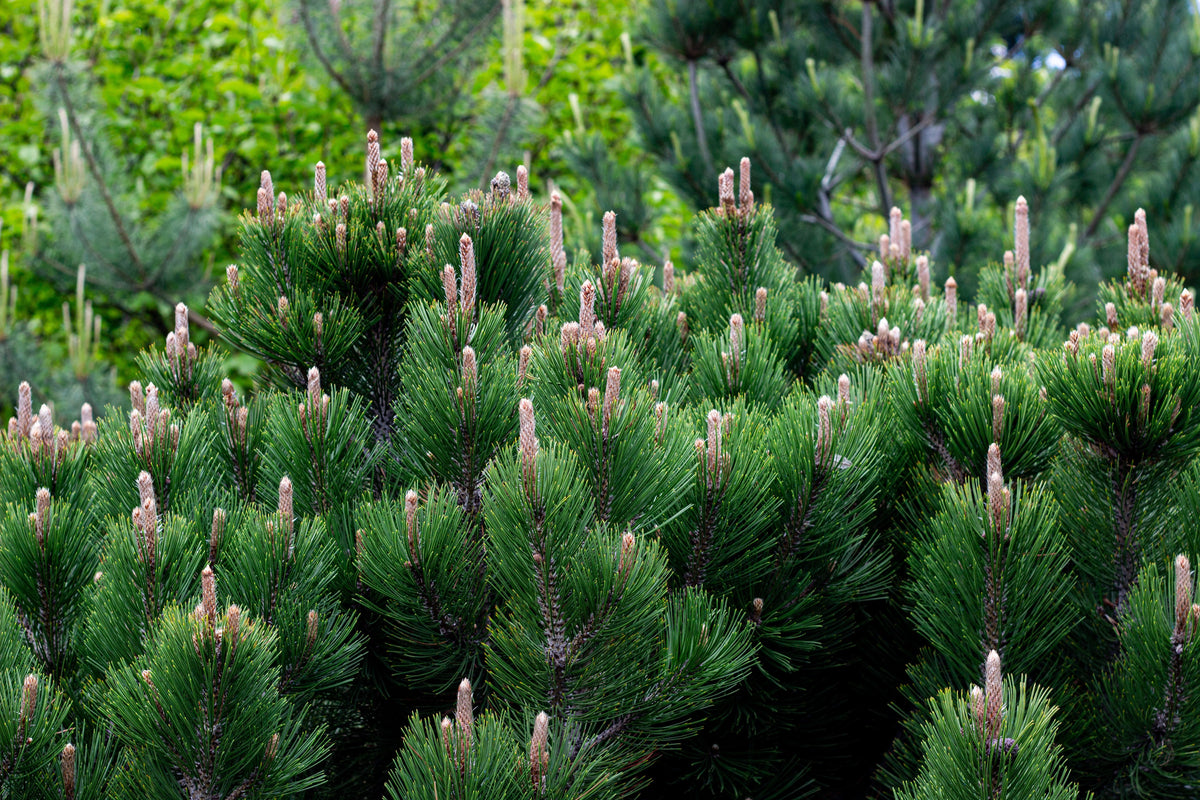 Enci Mugo Pine 1 Live Plant – Pinus mugo ‘Enci’ – 1 Gallon Pot