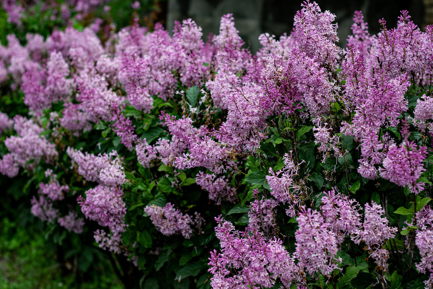 Dwarf Korean Lilac Live Plant – 3.5 Inch Pot – Syringa meyeri 'Palibin'