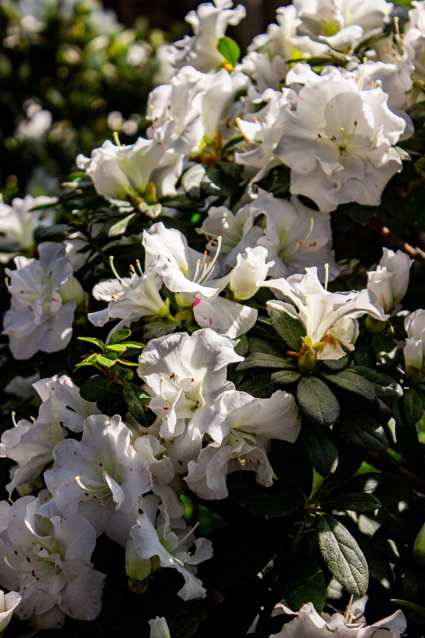 White Gumpo Dwarf Azalea Starter Plant – Live Evergreen Azalea – Rhododendron Hybrid