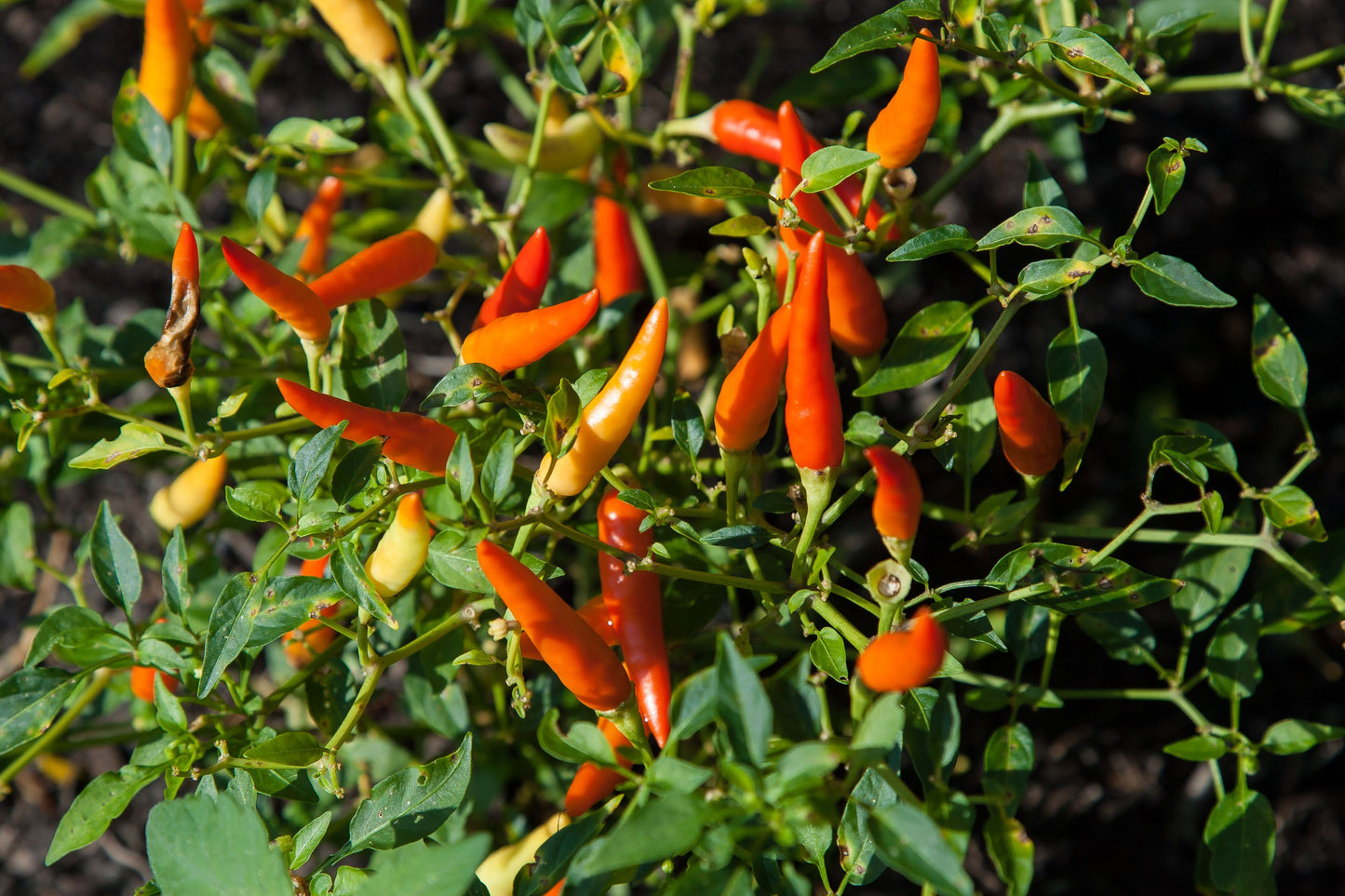 Pequin Mexican Chili Live Pepper Plants – Lot of 3 – Capsicum annuum
