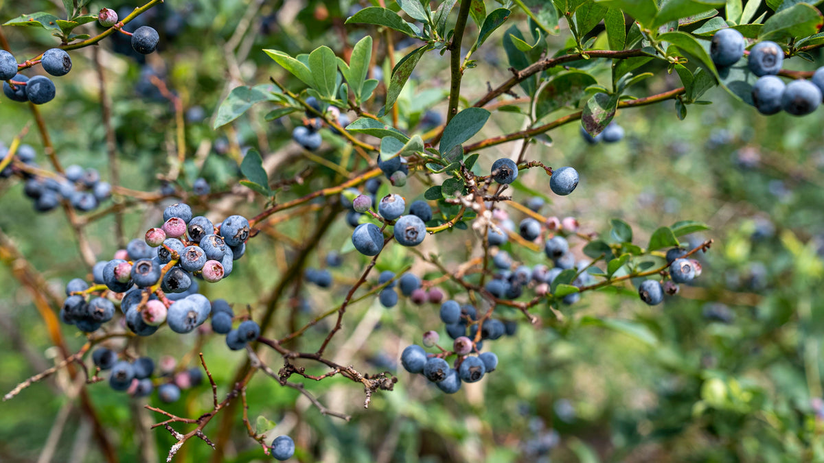 Chandler Highbush Blueberry 1 Live Plant – Vaccinium corymbosum ‘Chandler’ – 3 Gallon Pot – 15″