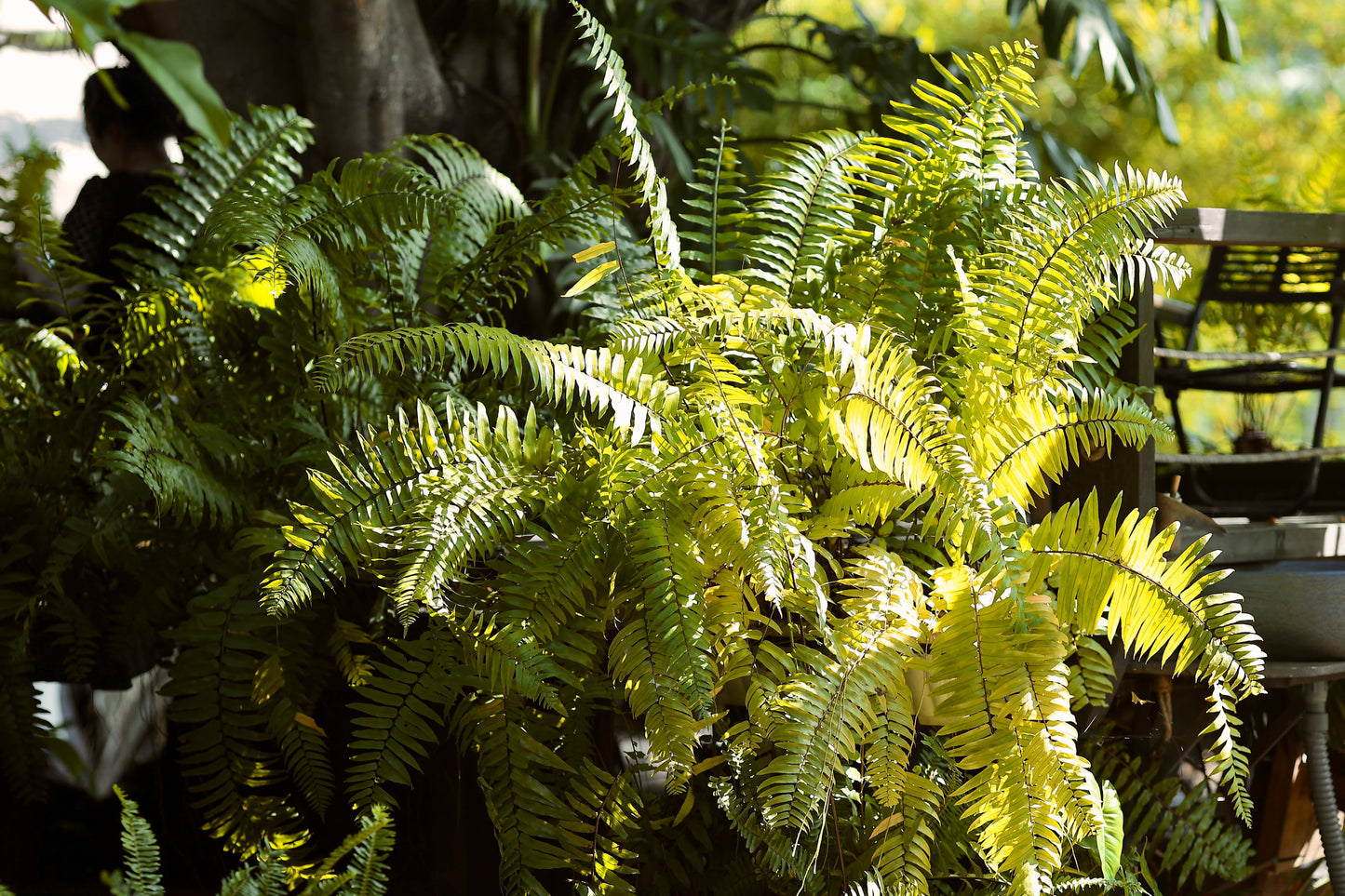 Ghost Fern Live Plants 3 Rooted Starters in 1 Qt Pots Athyrium Ghost Silver Fern Shade Garden Perennial Plant