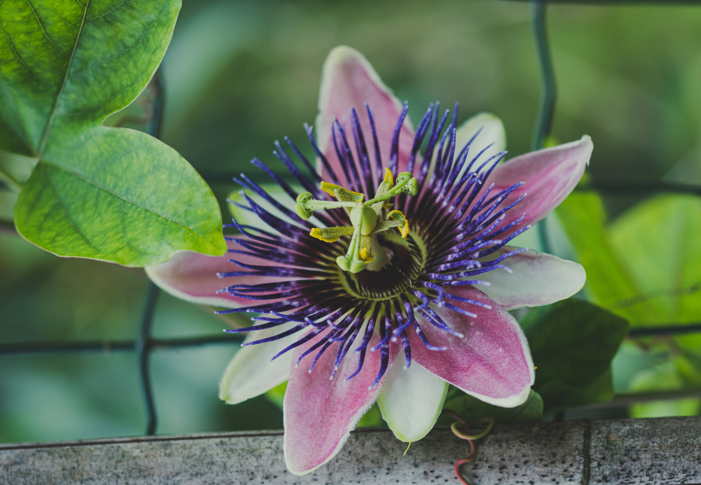Purple Passion Plant Live Starter – 3 Inch Tall – Gynura aurantiaca Purple Velvet Plant