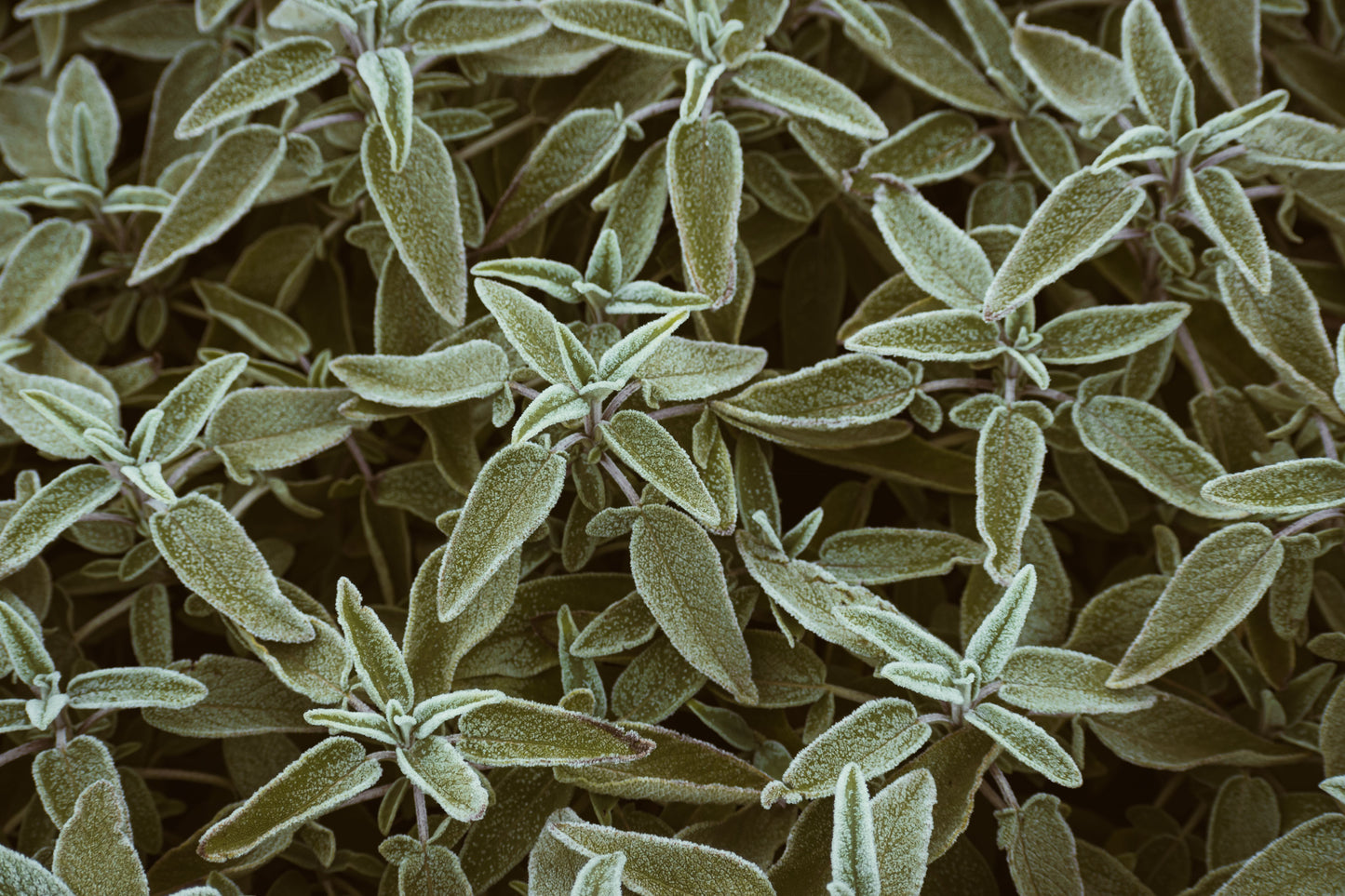 Common Sage Live Plant – 5–8 Inch Seedling – Salvia officinalis