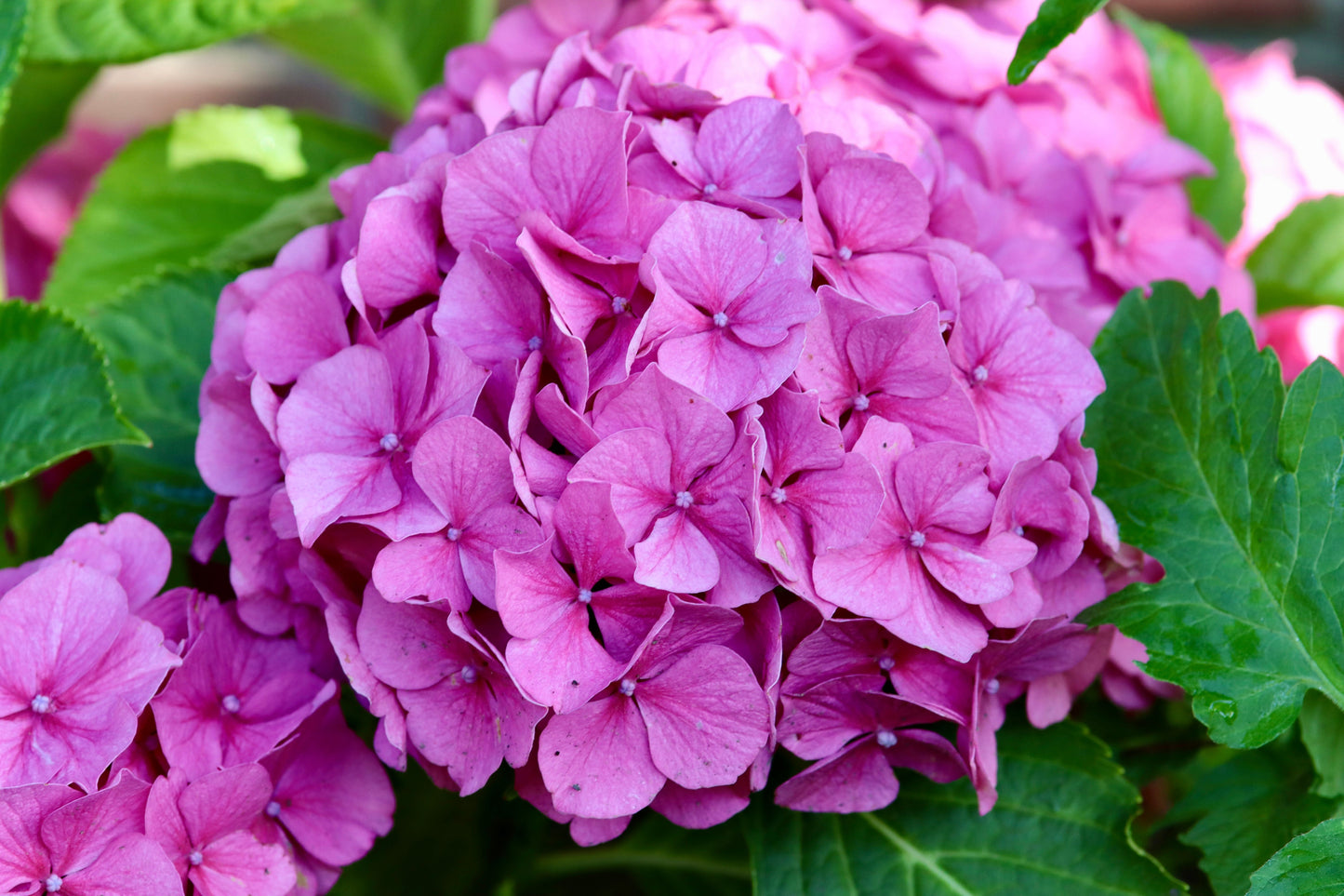 Hydrangea Merritts Supreme Live Plants Set of 2 Starter Plants Quart Pots Pink Blue Mophead Hydrangea Free Shipping