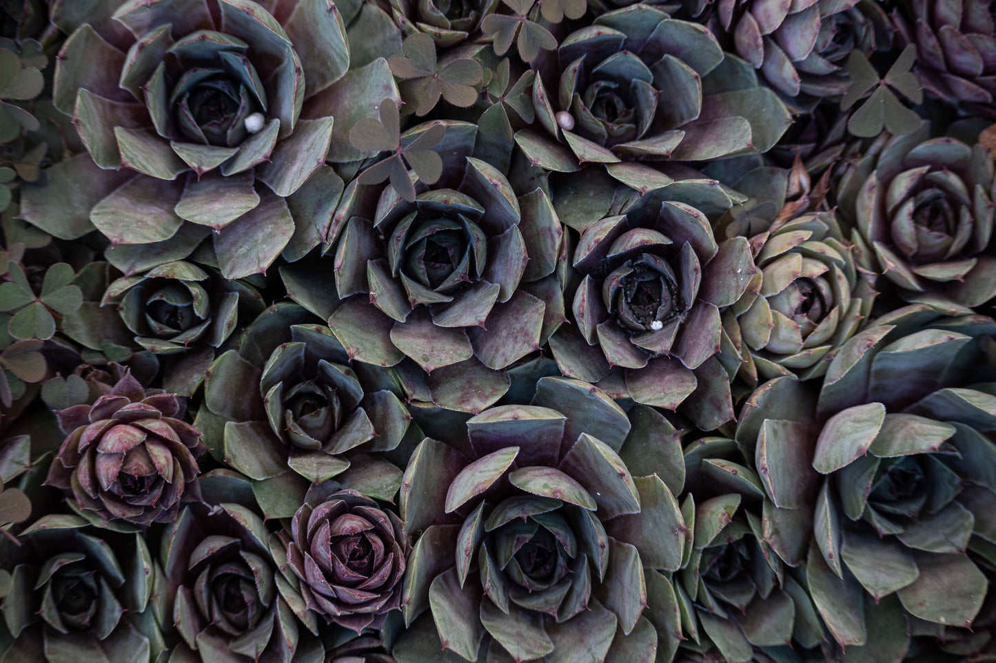 Large Purple Echeveria Cluster Live Succulent – Rare Specimen Plant with Pup