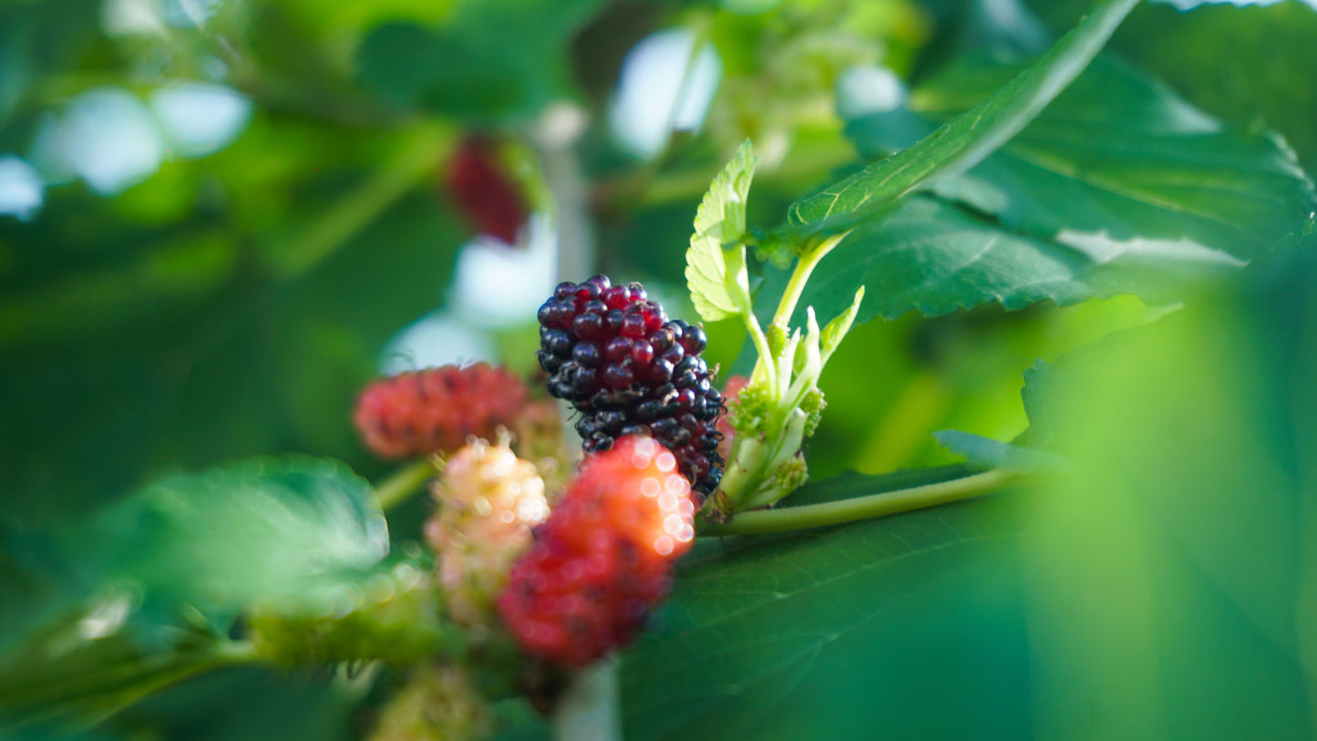 Dwarf Mulberry Tree Live Plant in 3-Inch Pot – Morus spp.