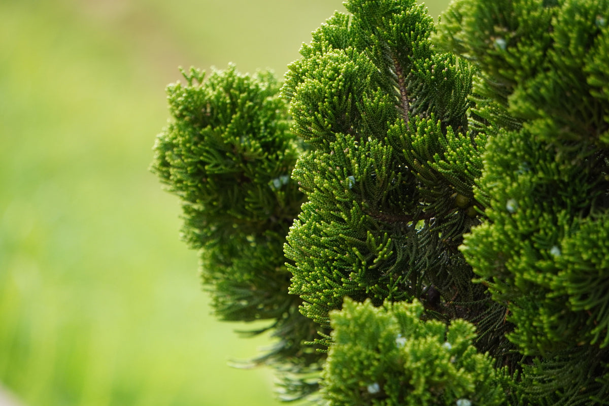 Wells Hinoki Cypress 1 Live Conifer – Chamaecyparis obtusa ‘Wells’ – 3 Gallon Pot – 18″