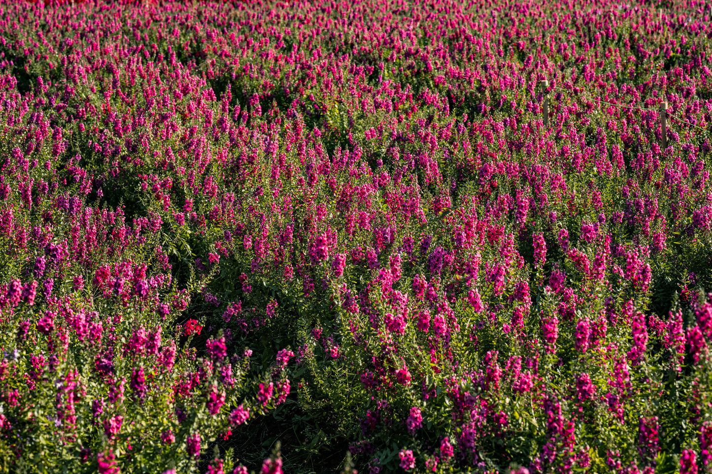 Kudos Coral Dwarf Hyssop 1 Live Plant – 4-Inch Pot – Agastache ‘Kudos Coral’