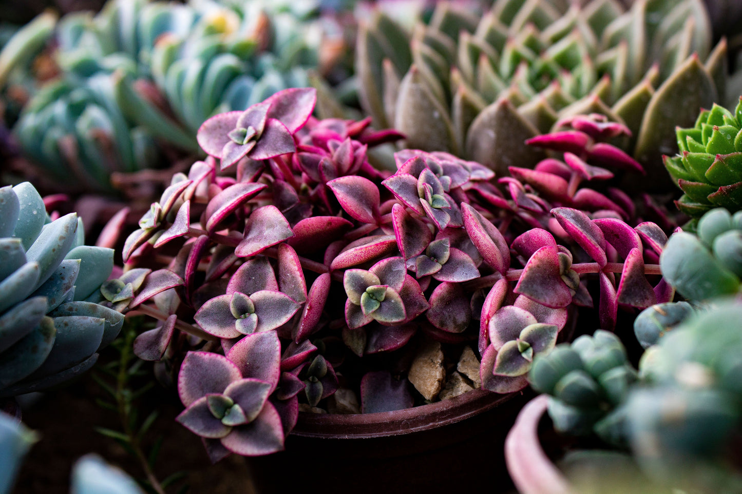 Calico Kitten Variegated Live Succulent – 4 Inch Pot – Crassula pellucida subsp. marginalis
