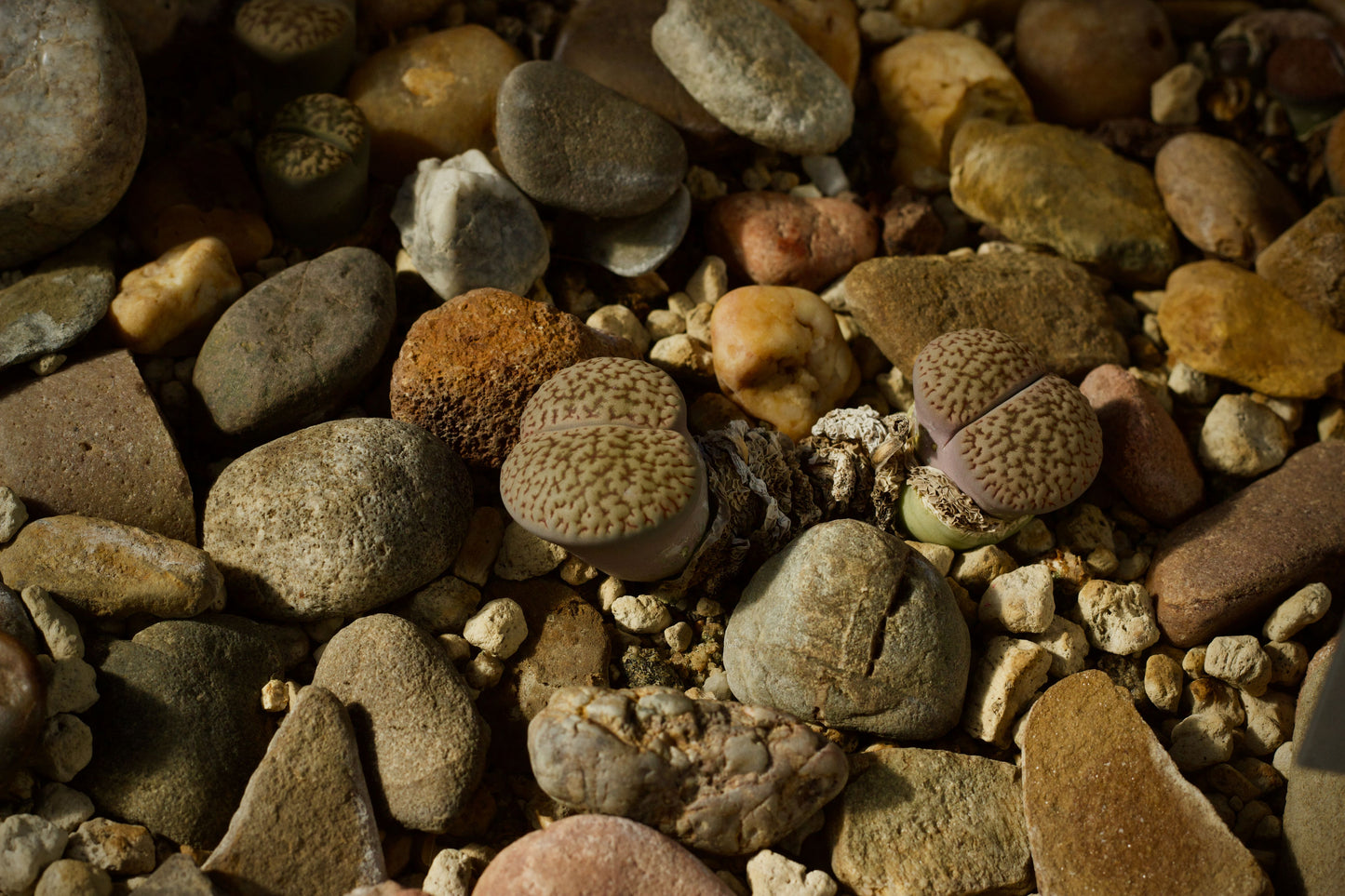 10 Assorted Lithops Living Stones Bare Root Succulents – 4 Year Old Collection