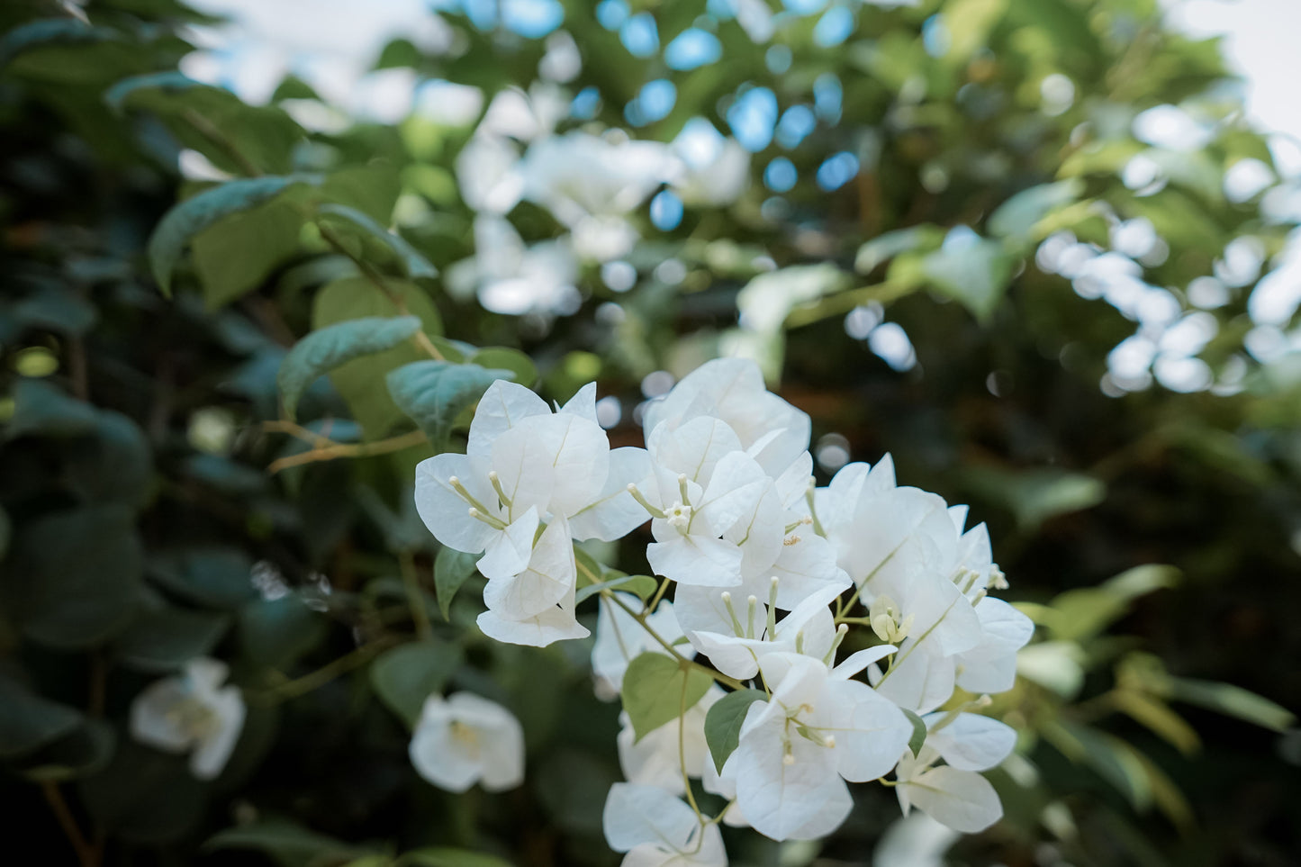 White Bougainvillea Live Plant 7–12 Inches Tall in 4-Inch Pot – Bougainvillea spp.