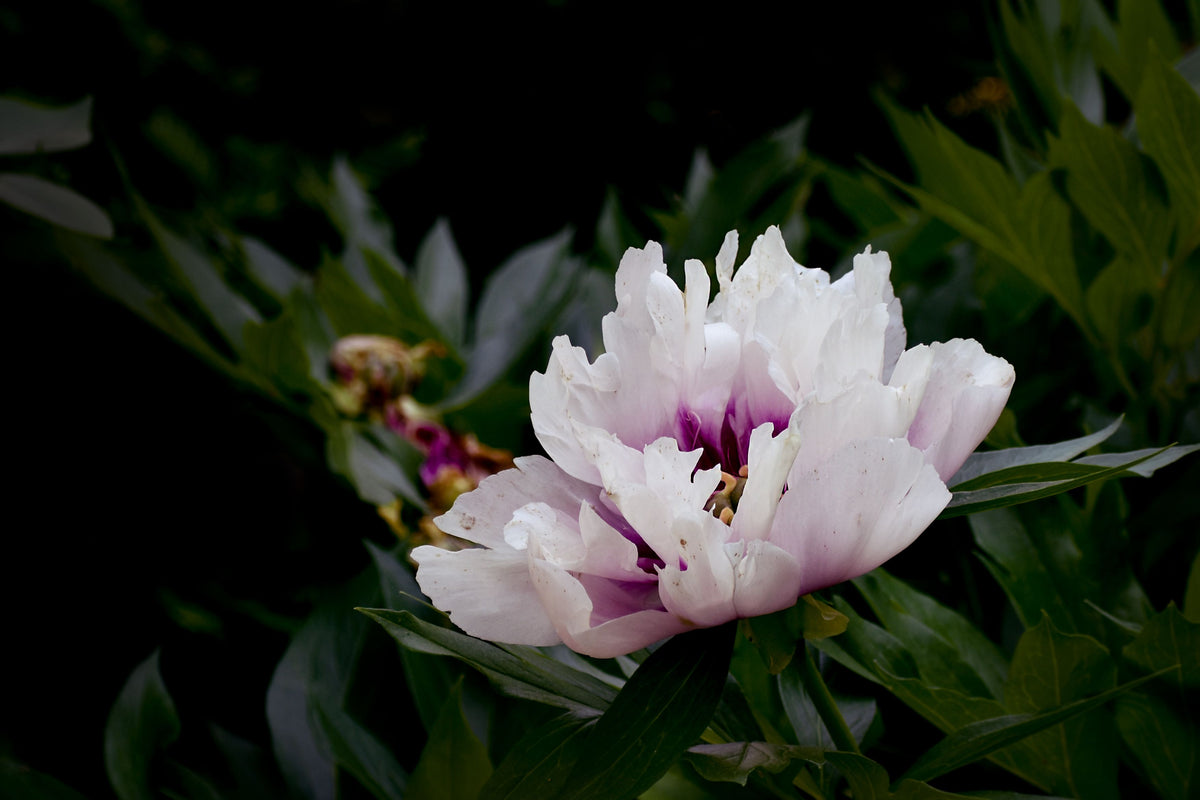 Cora Louise Itoh Peony 1 Live Plant – Paeonia × ‘Cora Louise’ – 2 Gallon Pot
