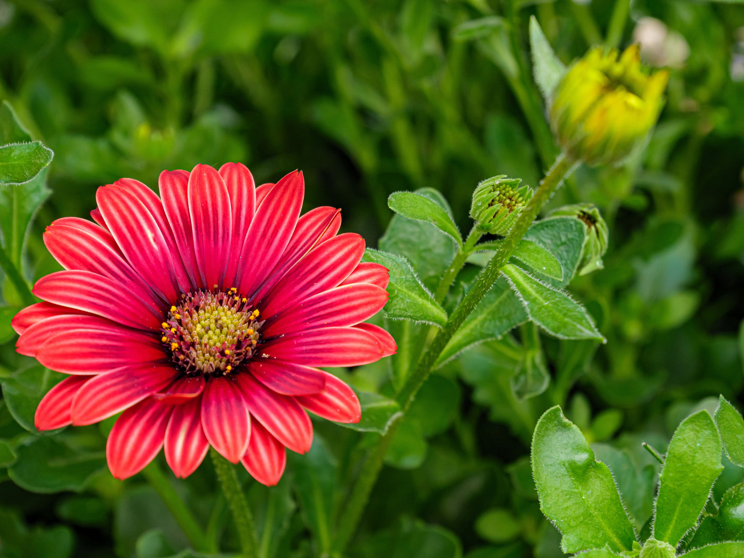 Sunset African Daisy 1 Live Plant – 4-Inch Pot – Arctotis Hybrid ‘Sunset’