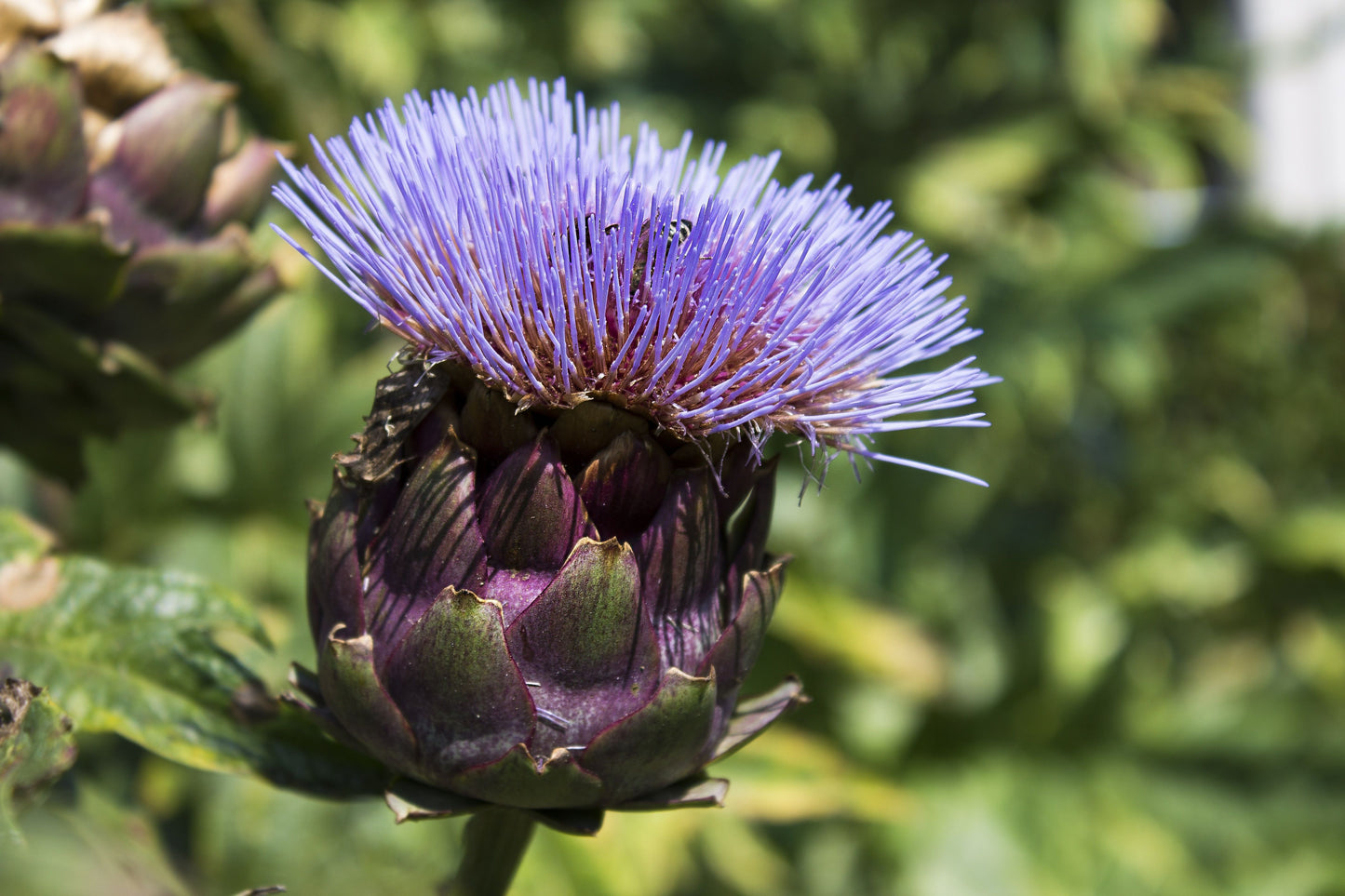 Pieno Inerme Cardoon 1 Live Plant – 4-Inch Pot – Cynara cardunculus ‘Pieno Inerme’