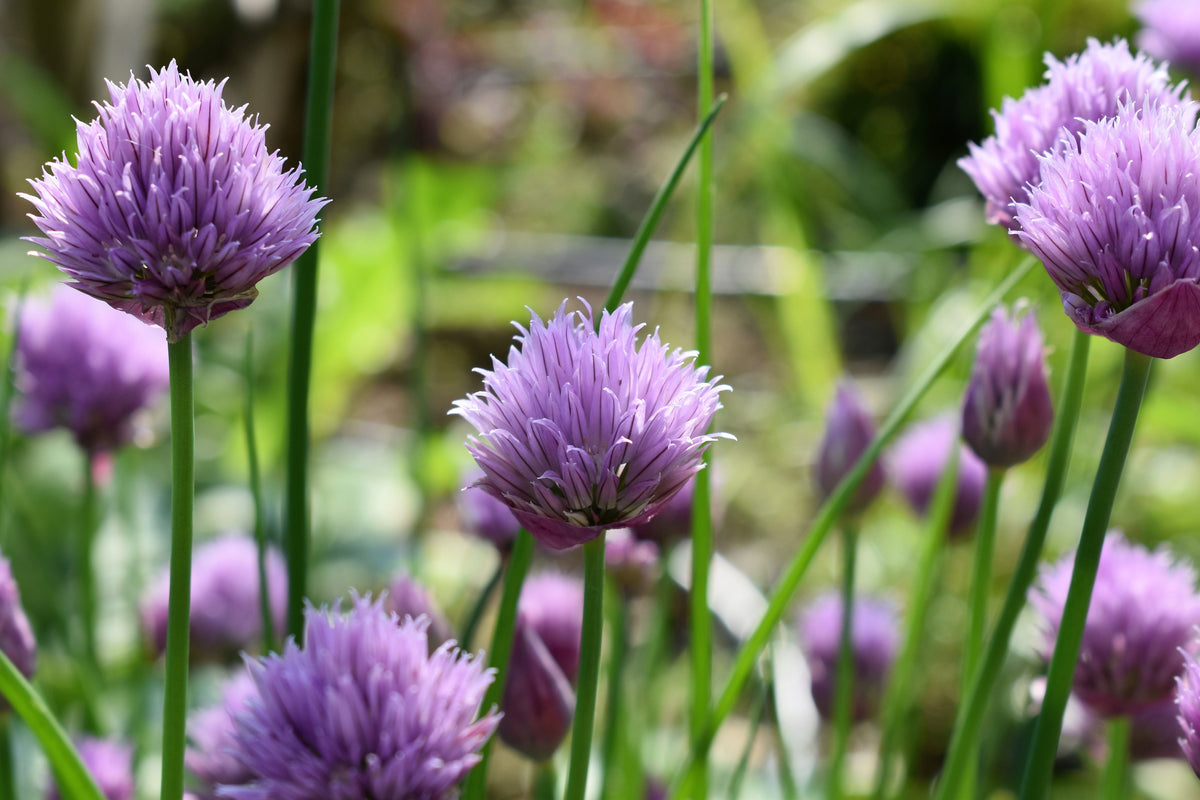 Chivette Chives 1 Live Plant – Allium ‘Chivette’ – 1 Gallon Pot