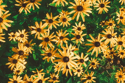 Goldblitz Black Eyed Susan Live Plants 3 Rooted Starters 1 Qt Pots Rudbeckia Fulgida Yellow Perennial Flowers