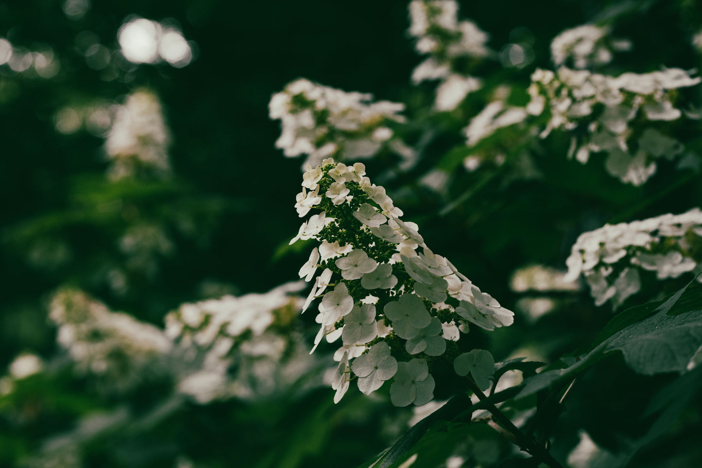 Snow Queen Oakleaf Hydrangea Live Plant 1 Pint – Hydrangea quercifolia