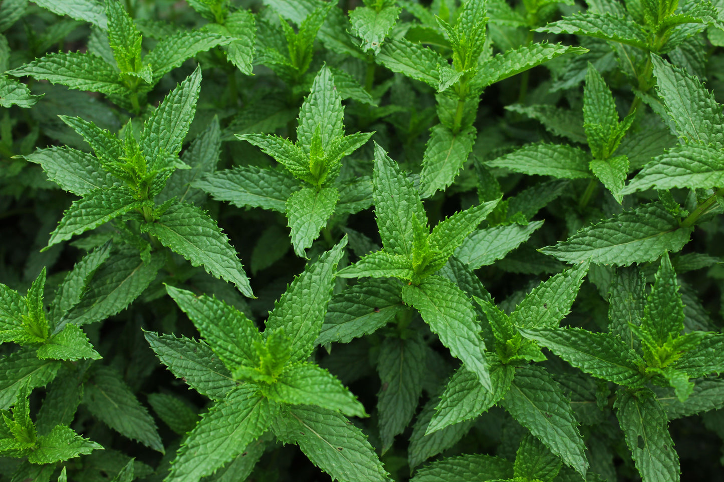 20+ Live Organic Spearmint Plants – Aromatic Herb – Mentha spicata
