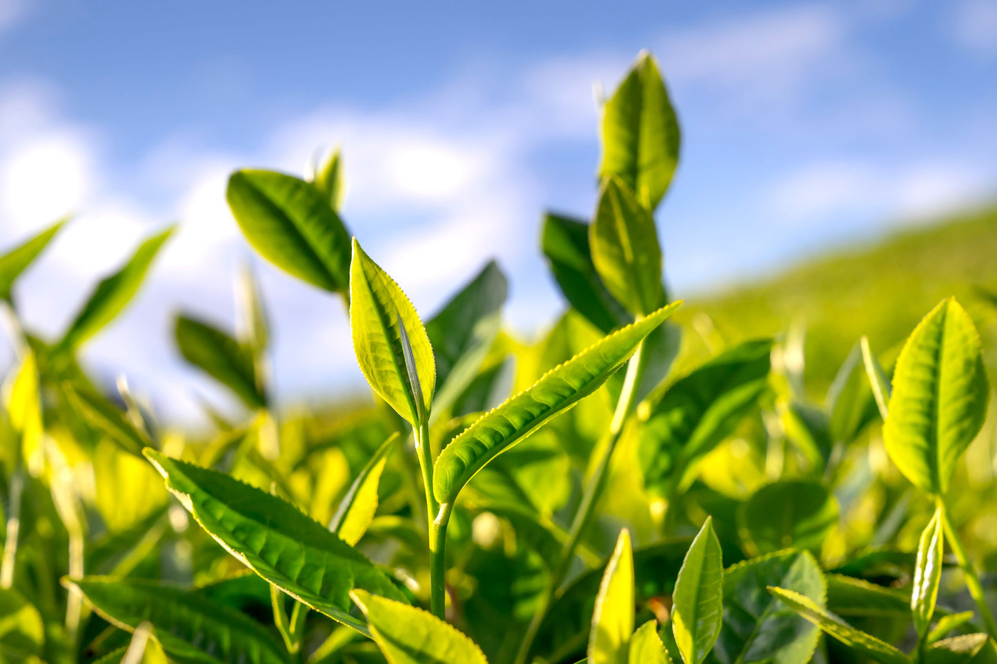 Tea Plant Live Plant 3 Inch Pot – Camellia sinensis Green Tea Plant