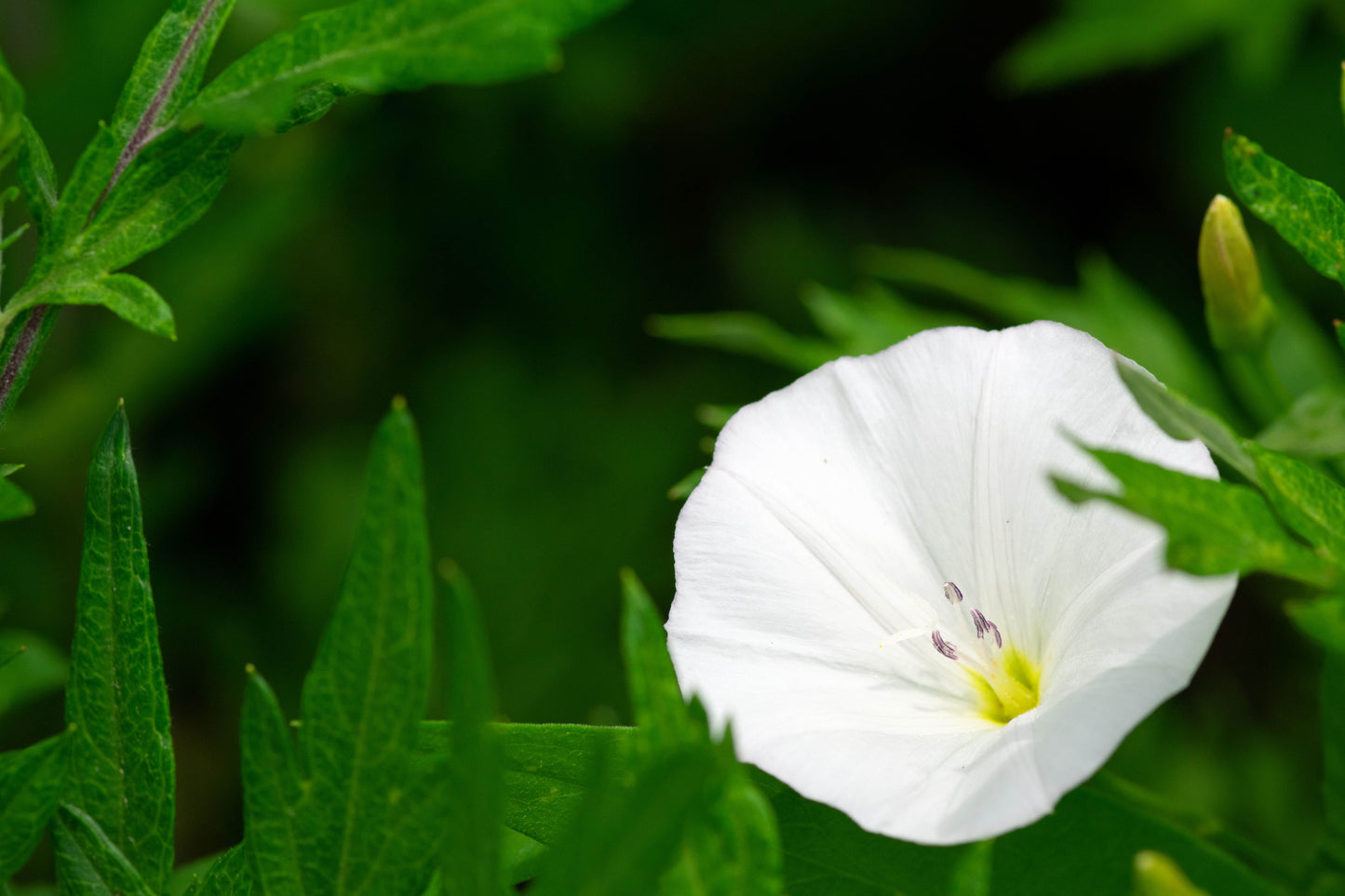 Silverbush Bush Morning Glory 1 Live Plant – 4-Inch Pot – Convolvulus cneorum