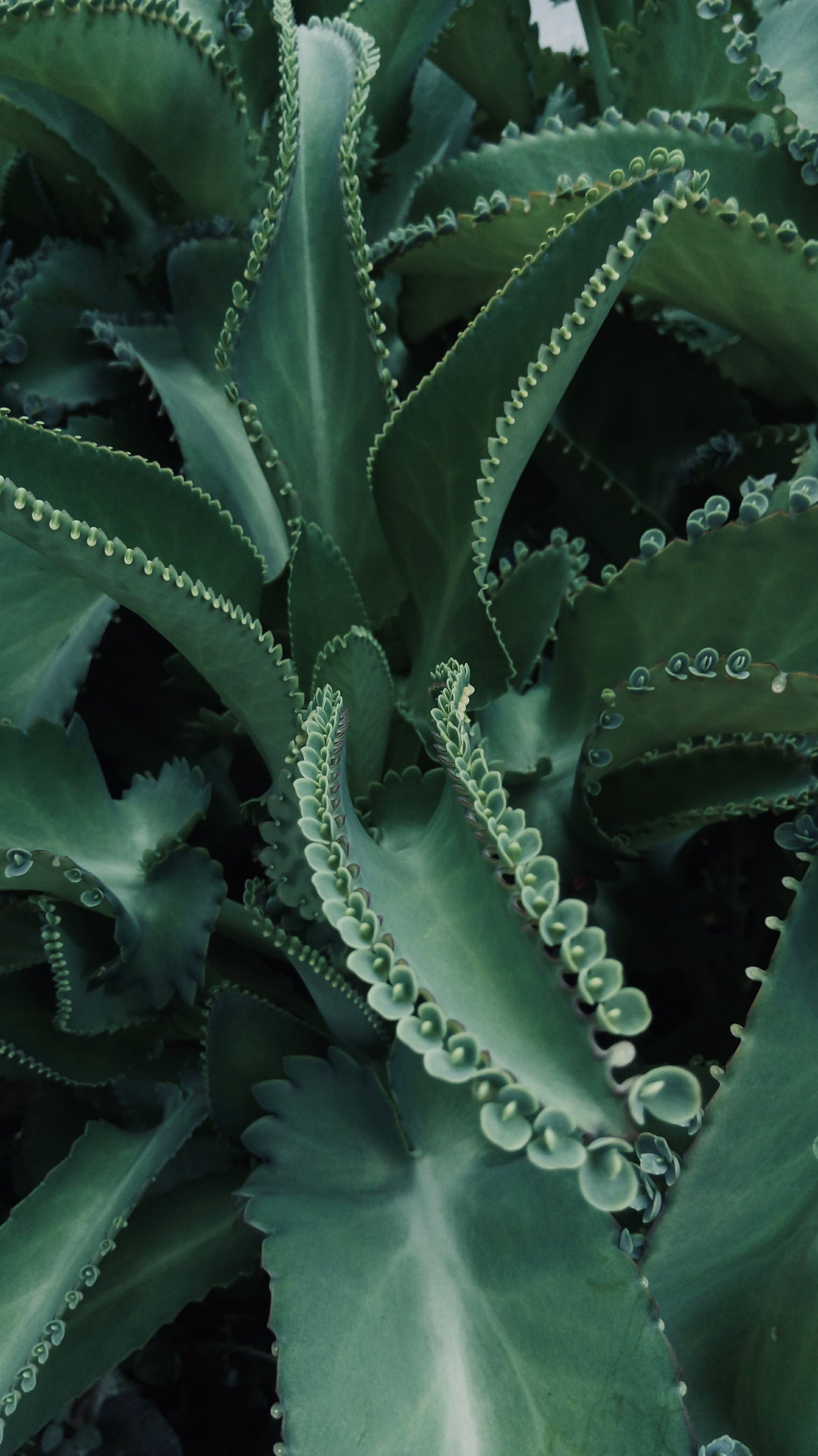 Mother of Thousands Succulent Live Plant 2 Inch Pot – Kalanchoe daigremontiana