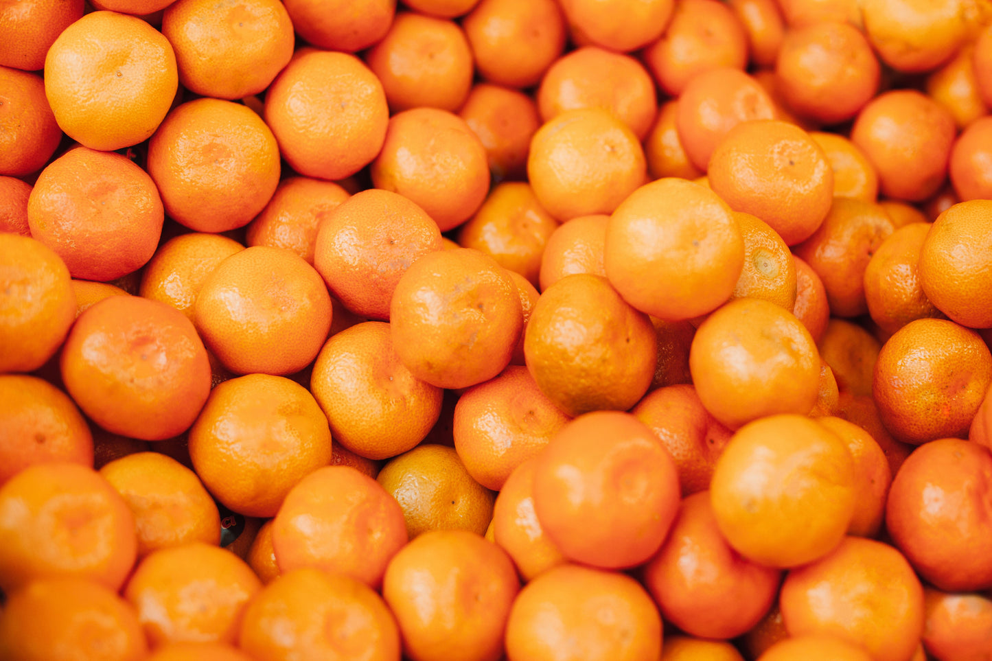 Satsuma Mandarin Live Seedling – 4–10 Inch Citrus Fruit Tree (Citrus unshiu)