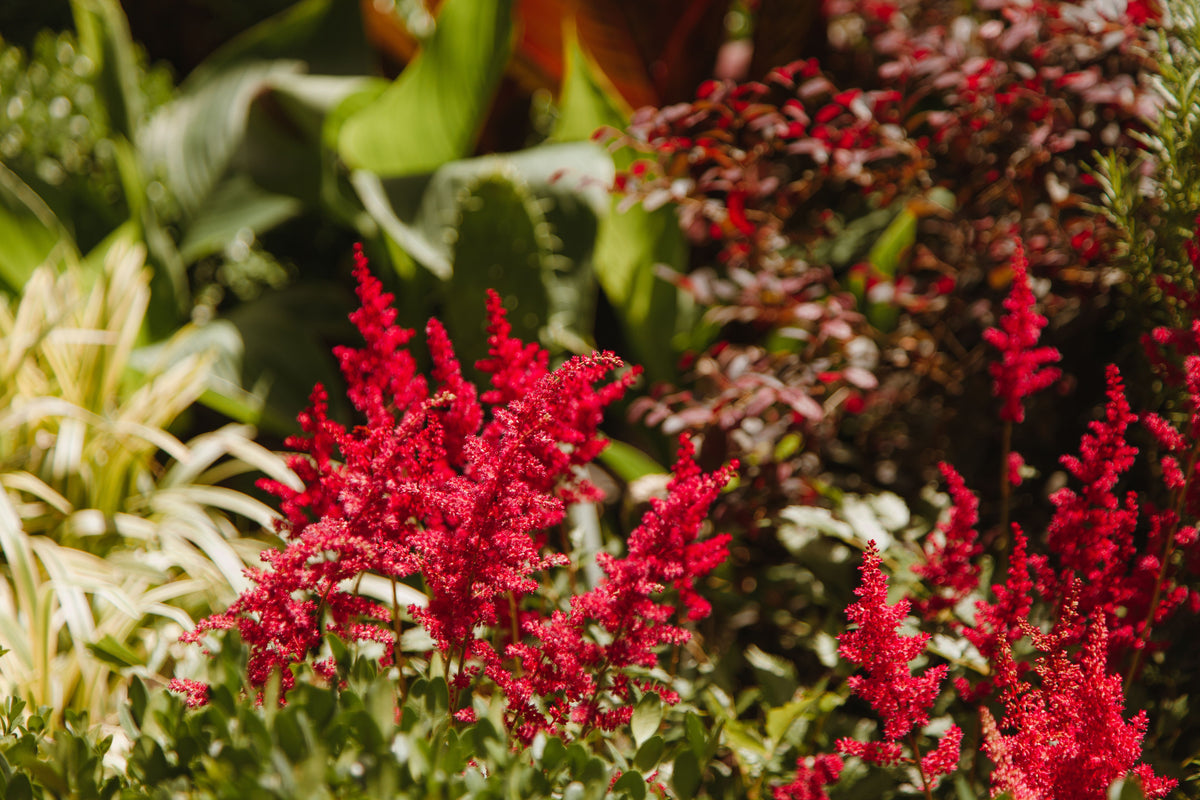 Fanal Astilbe 1 Live Plant – Astilbe × arendsii ‘Fanal’ – 1 Gallon Pot