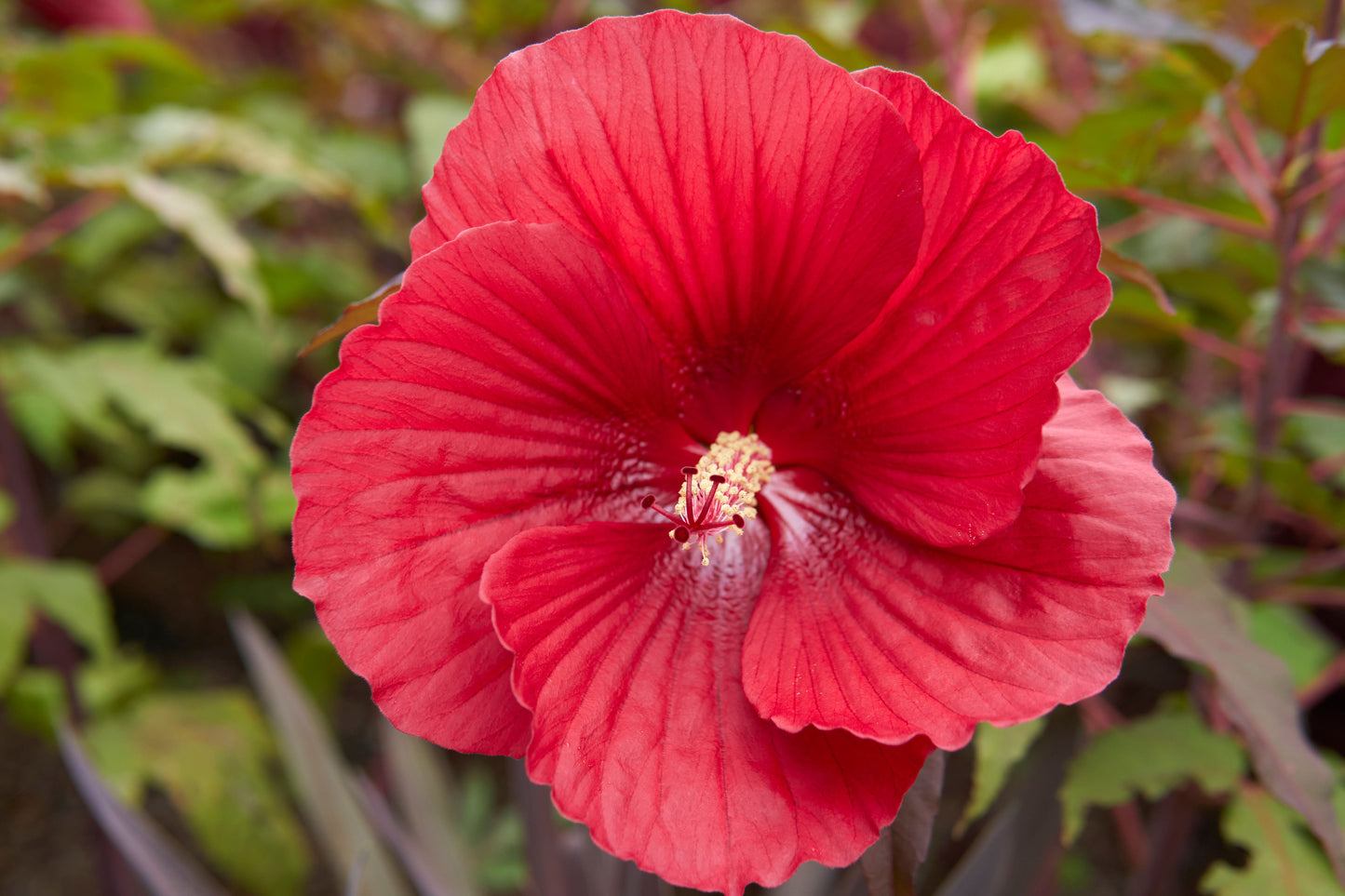 Midnight Marvel Hardy Hibiscus Live Plant 2.5 Inch Pot – Red Flower Hibiscus