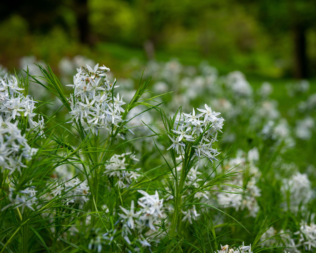 Blue Star Amsonia – 1 Live Flowering Perennial, 1-Gallon Size – Amsonia ‘Starstruck’