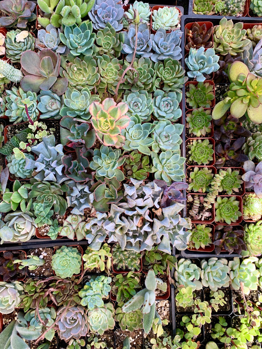 25 Mixed Succulent Cuttings 1–2 Inch Rosettes – Live Unrooted Succulent Collection
