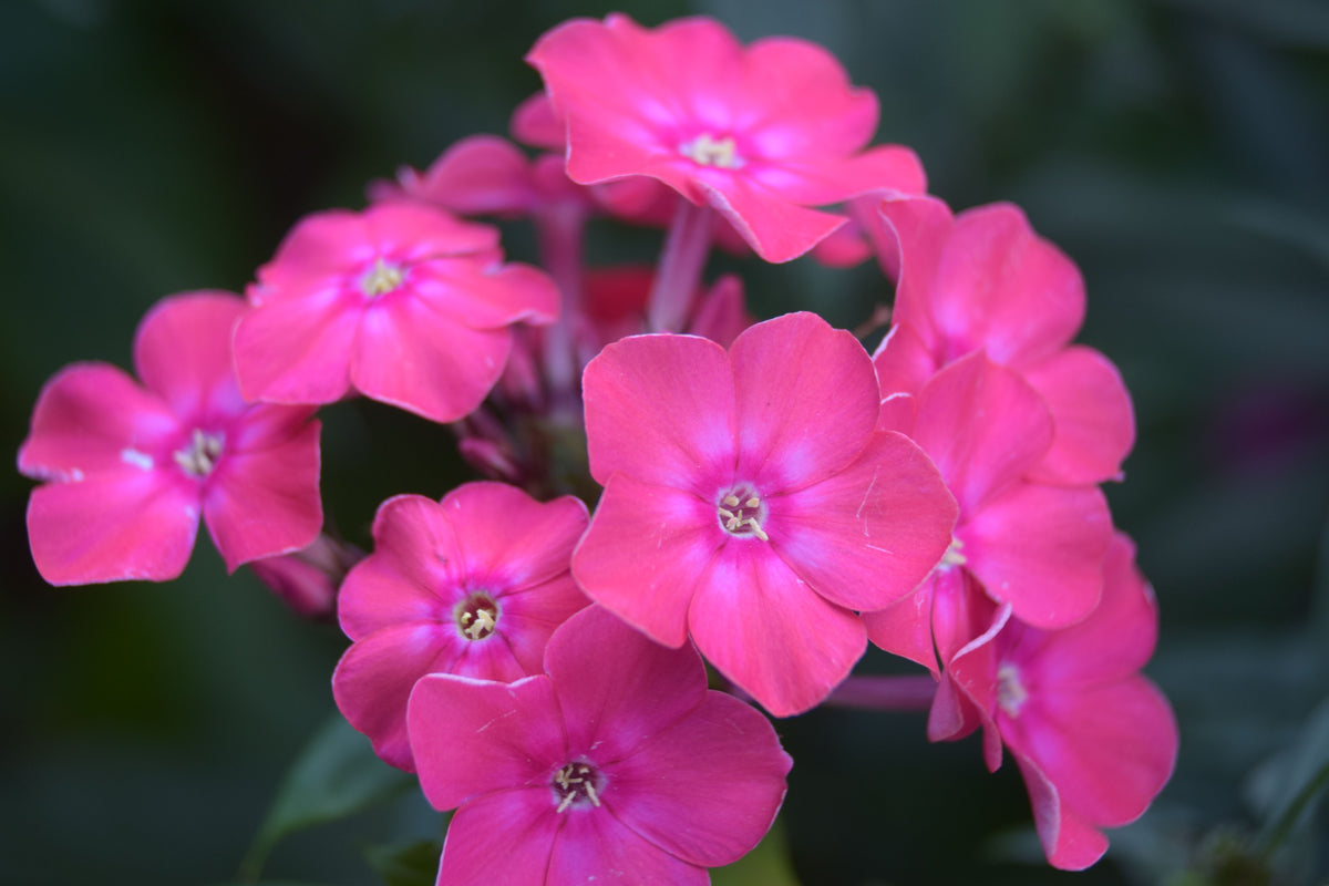 Flame Pro Cerise Garden Phlox 1 Live Plant – Phlox paniculata ‘Flame Pro Cerise’ – Quart Pot