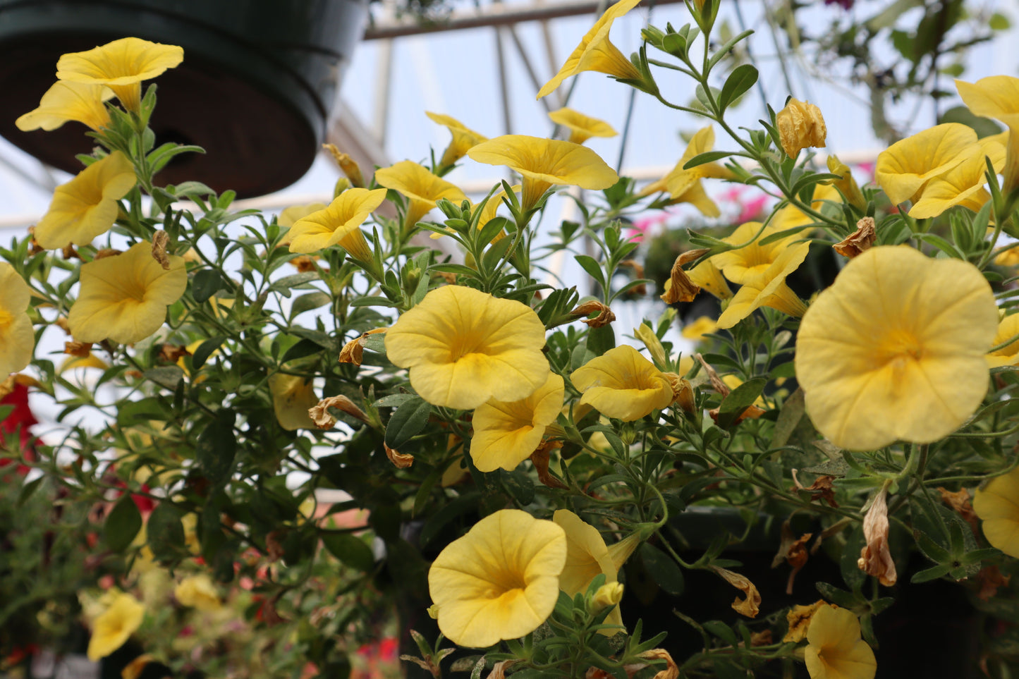 Colibri Yellow Canary Million Bells 1 Live Plant – 4-Inch Pot – Calibrachoa ‘Yellow Canary’
