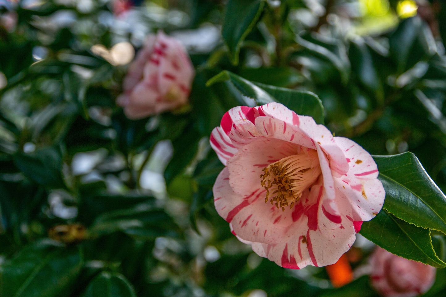 Terry Gilley Camellia Japonica Live Starter Plant – Camellia japonica