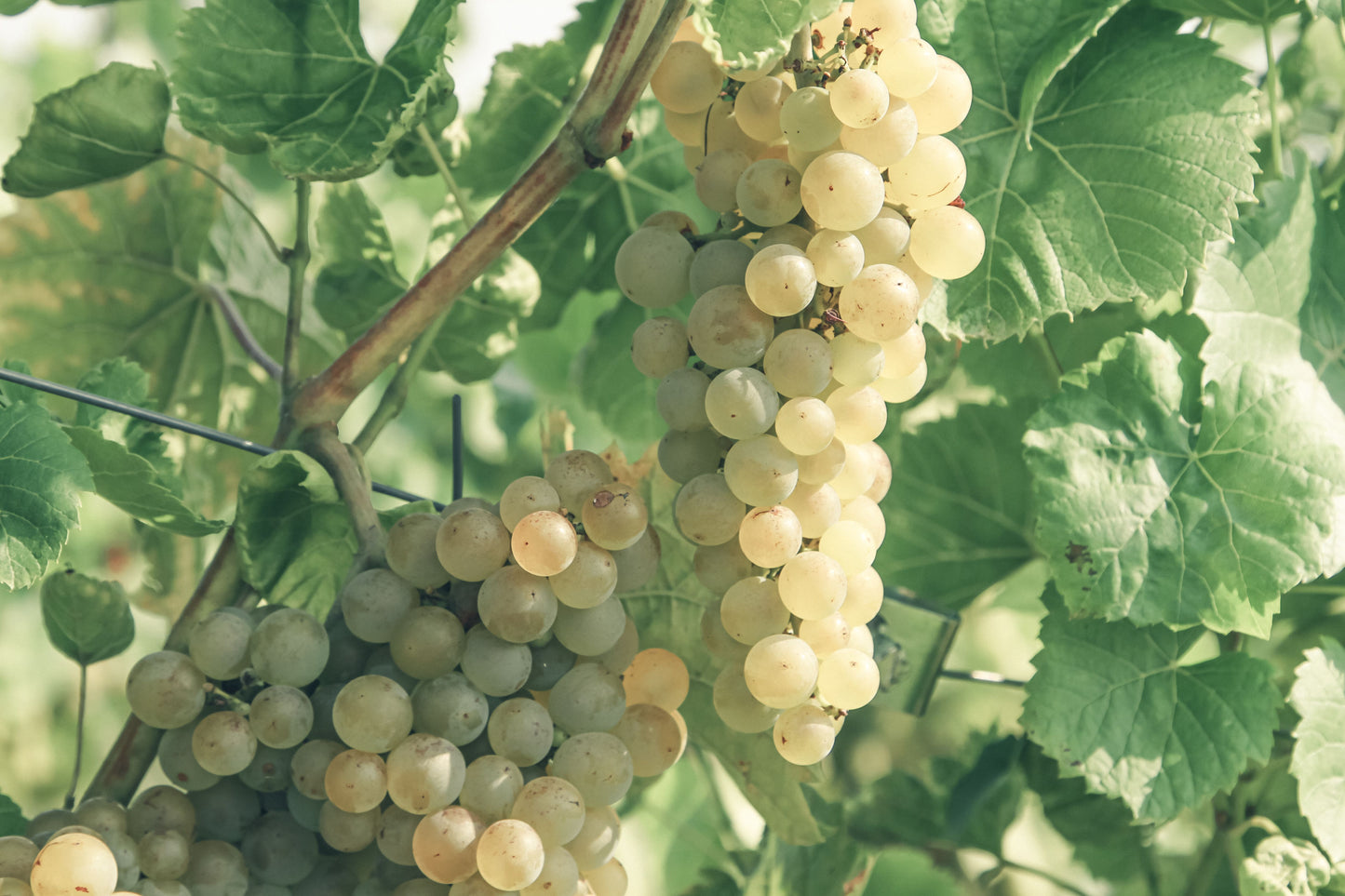 Blanc du Bois Grape Live Plant – 3-Inch Pot – Vitis 'Blanc du Bois'