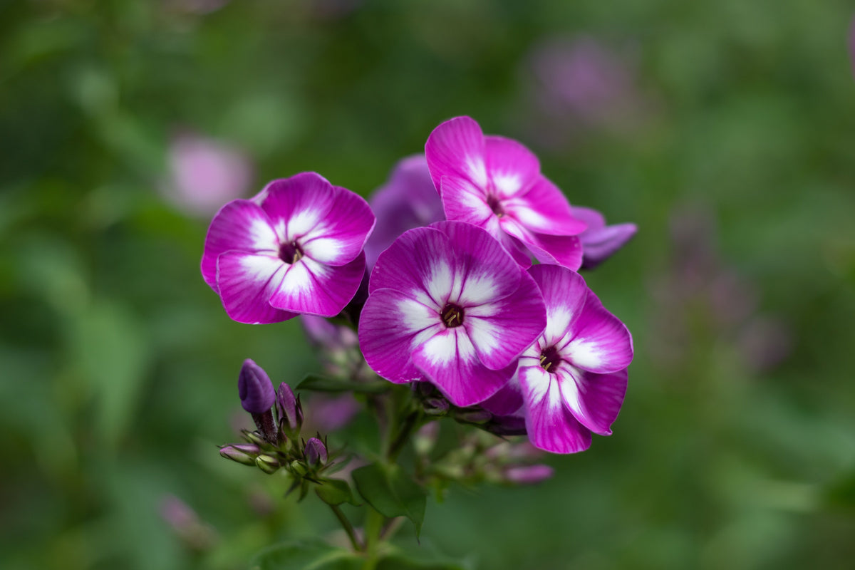 Flame Pro Purple Garden Phlox 1 Live Plant – Phlox paniculata ‘Flame Pro Purple’ – 1 Gallon Pot