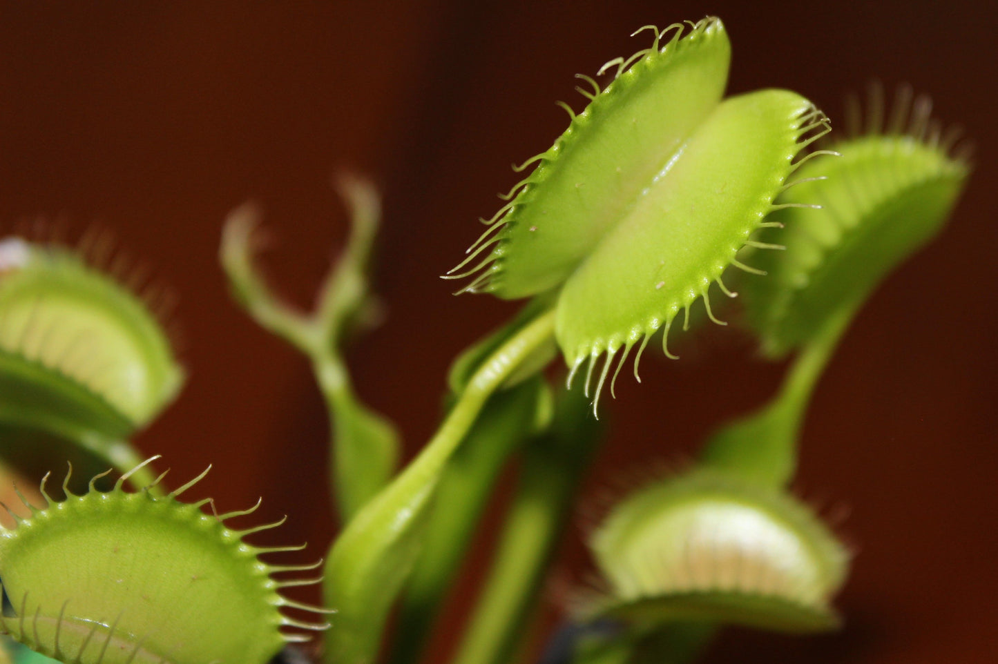 2 Chinese Dumpling Venus Flytrap Live Plants in 2-Inch Pots – Dionaea muscipula