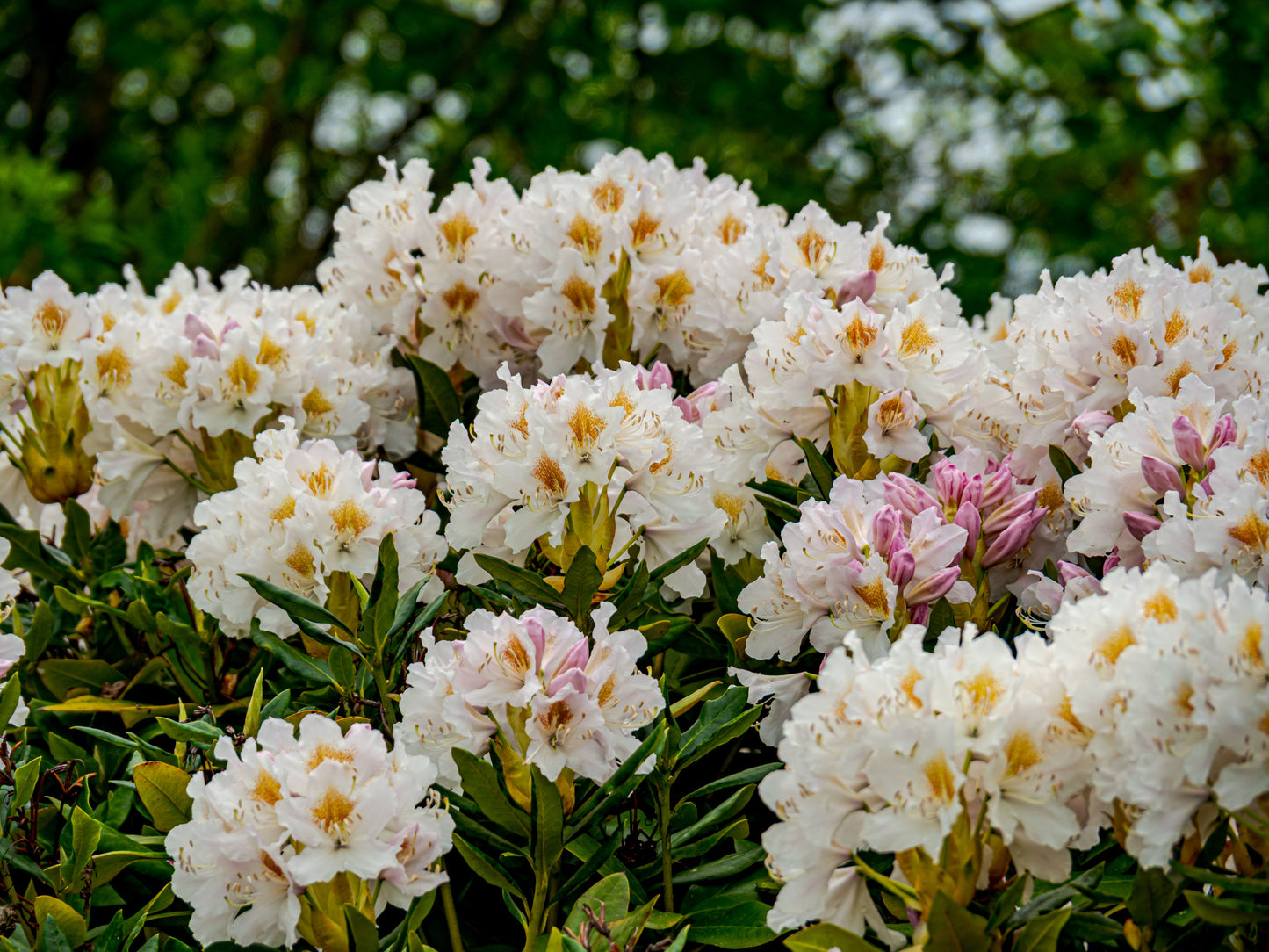 Yaku Princess Rhododendron Starter Plant – Rhododendron 'Yaku Princess' Live Plant