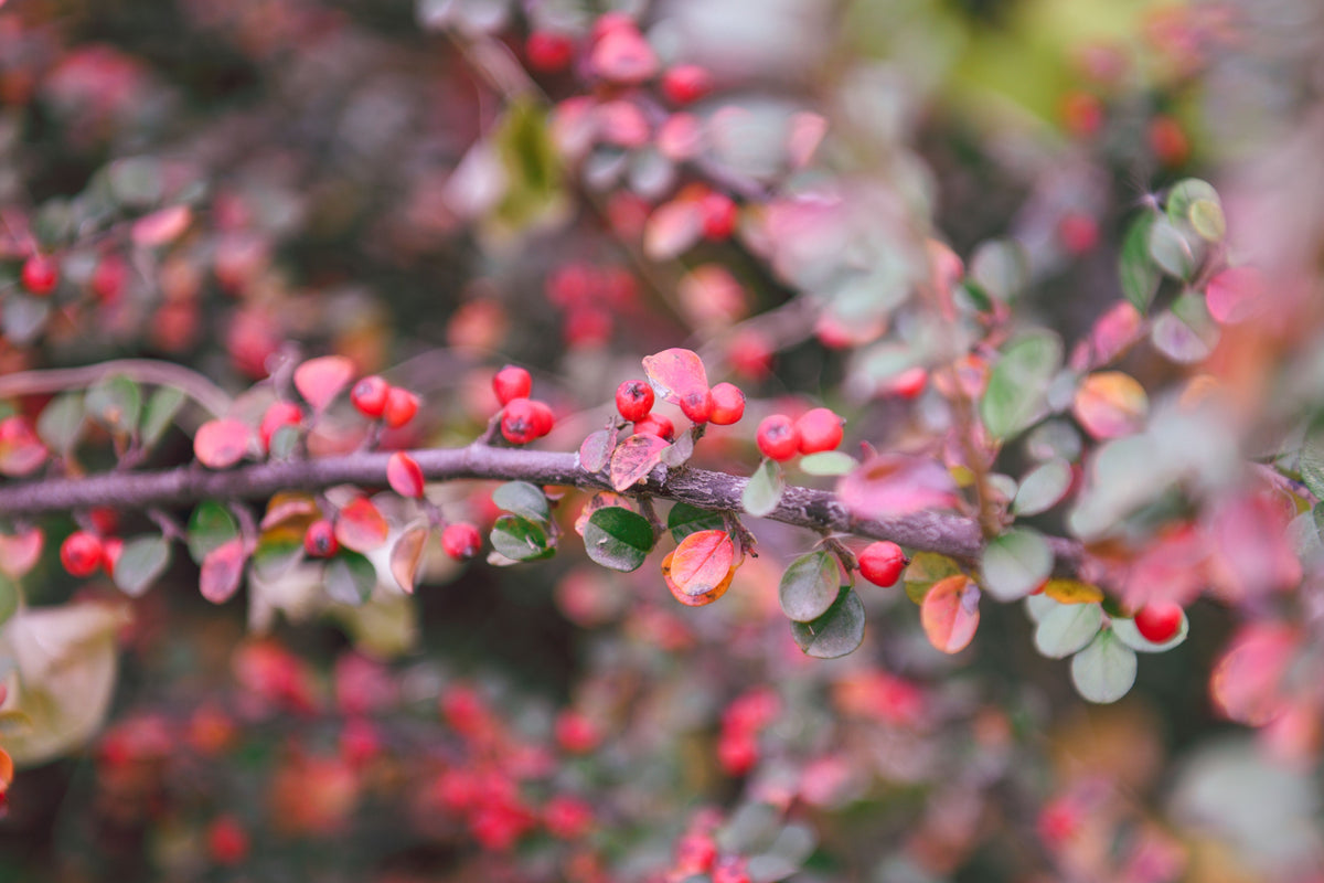 Autumn Inferno Cotoneaster 1 Live Shrub – 3 Gallon Pot, 18 Inches