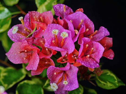 Claret Red Variegated Bougainvillea Live Starter Plant – Well Rooted Plug Plant