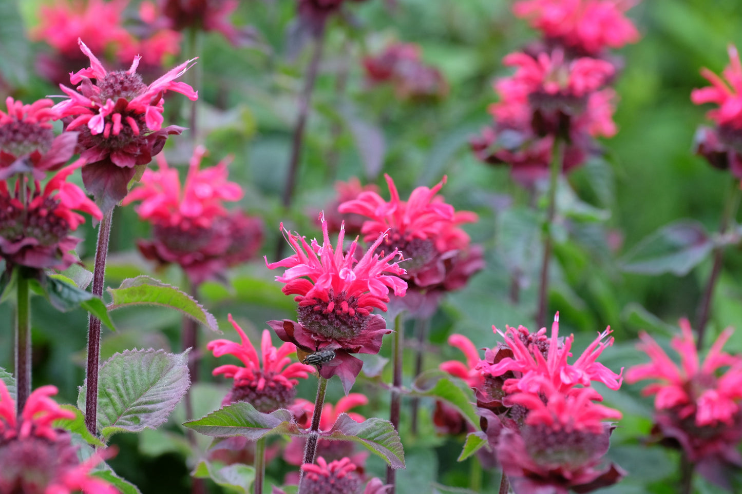 Raspberry Wine Bee Balm Live Plants 3 Rooted Starters in 1 Qt Pots Monarda Perennial Flower Garden Plant