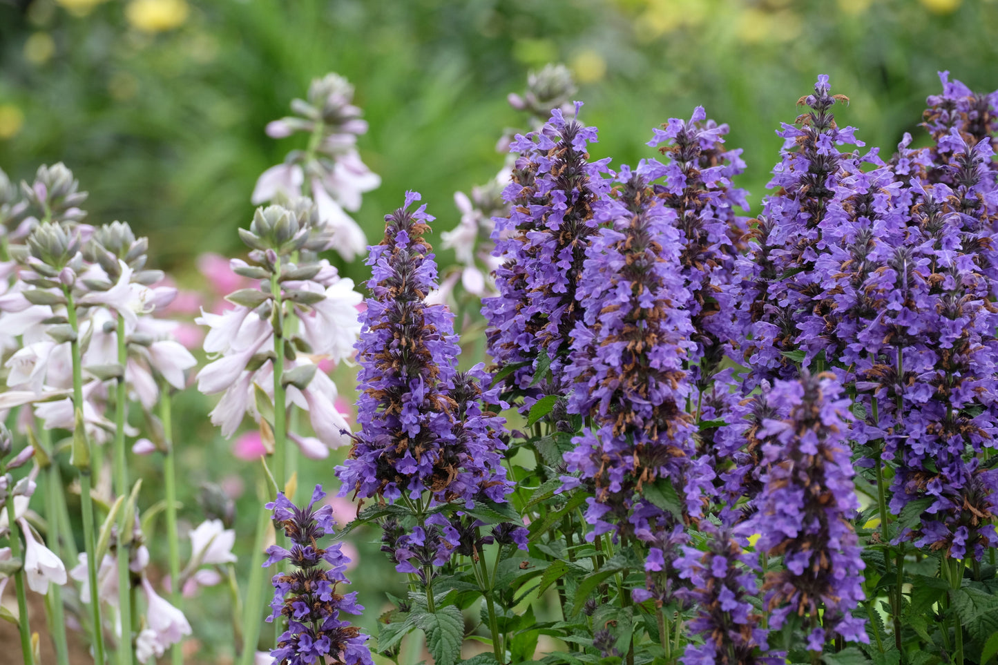 Blue Fortune Agastache Live Plants 3 Rooted Starters 1 Qt Pots Anise Hyssop Purple Perennial Flowers