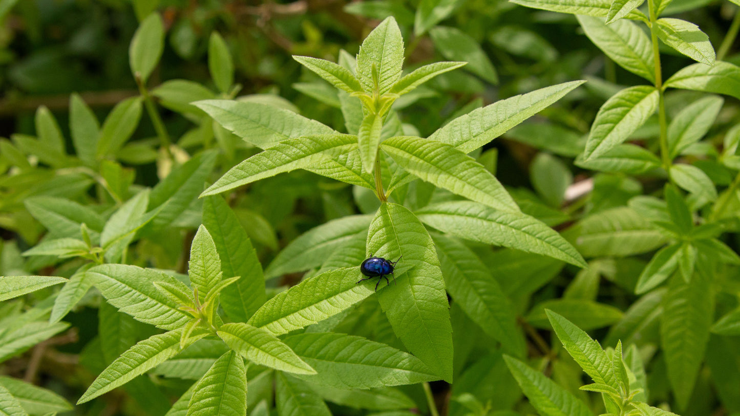Organic Lemon Verbena Live Starter Plant – Well Rooted Aloysia citrodora in 2.5 x 3.5 Inch Pot