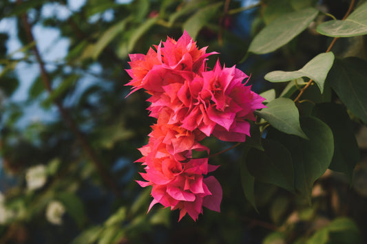 Double Red Bougainvillea Live Starter Plant – Well Rooted Plug – Bougainvillea