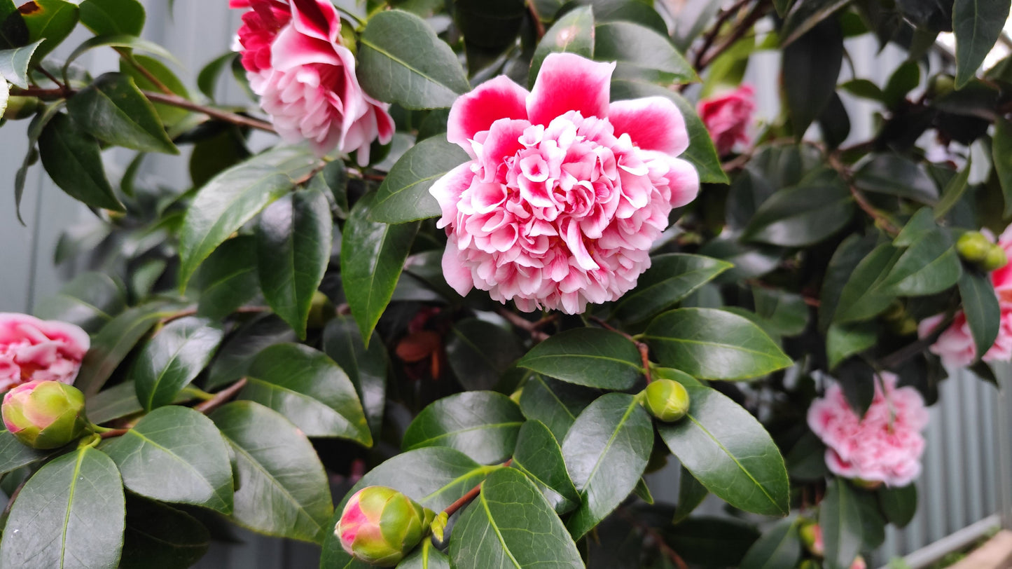 Gigantea Camellia Japonica Live Starter Plant – Well-Rooted Camellia in 3-Inch Pot