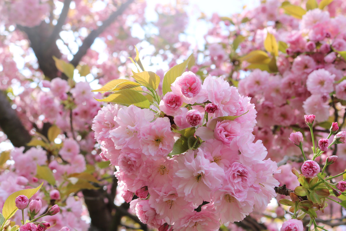 Kwanzan Cherry 1 Live Flowering Tree, 3 Gallon Pot, 48 Inches – Prunus serrulata ‘Kwanzan’
