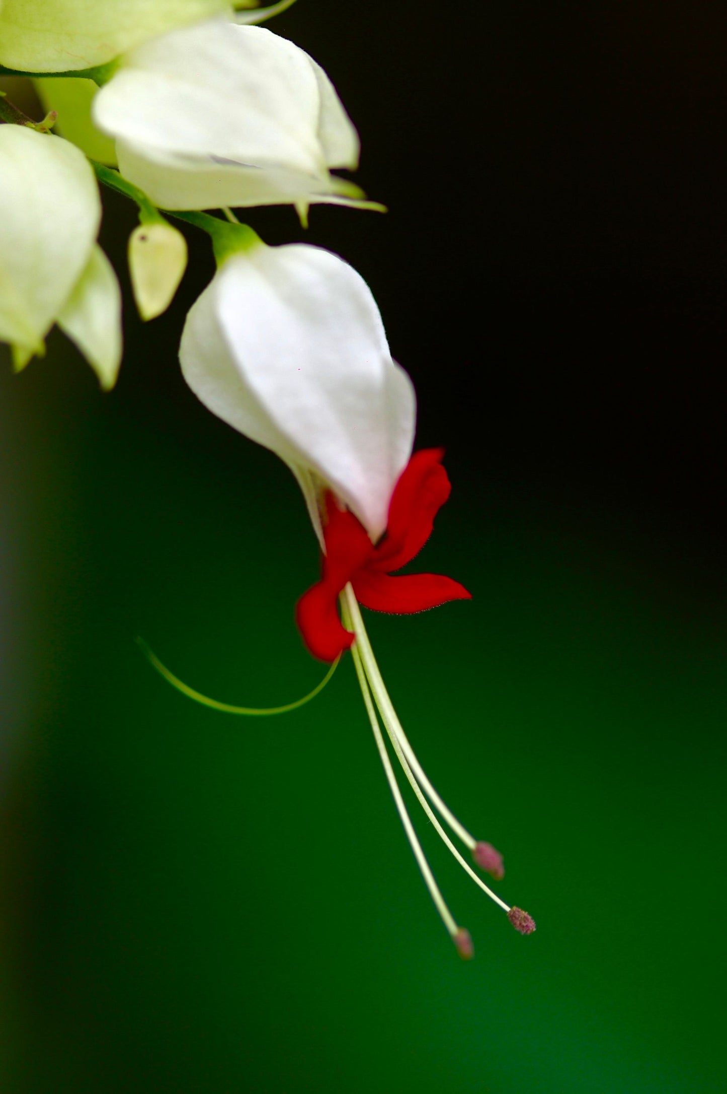 White Bleeding Heart Live Plant Rooted Starter Perennial in Pot White Flower Shade Garden Plant